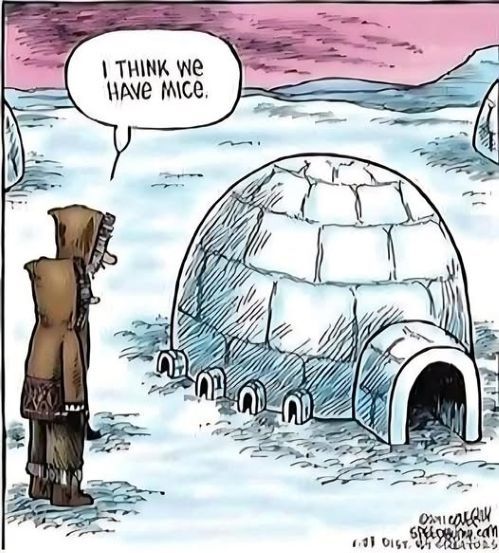 think we have mice cat.jpg